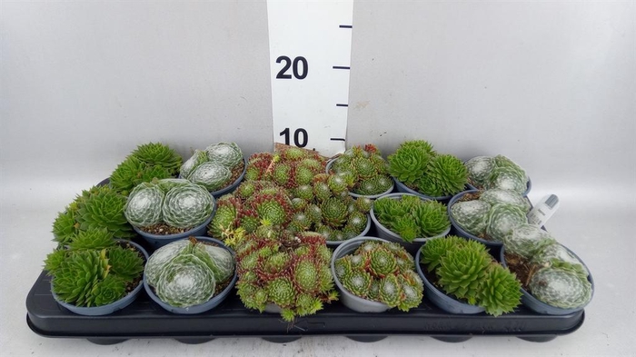 <h4>Sempervivum   ...mix</h4>