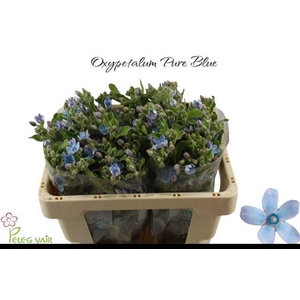 OXY CO TAN PURE BLU