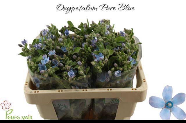 OXY CO TAN PURE BLU