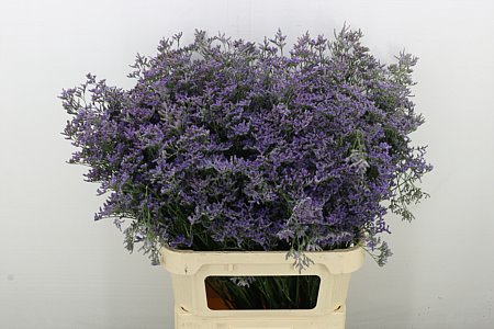 <h4>LIM SAF CLASSIC BLUE</h4>