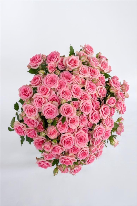 <h4>R GR Tr Flavia</h4>