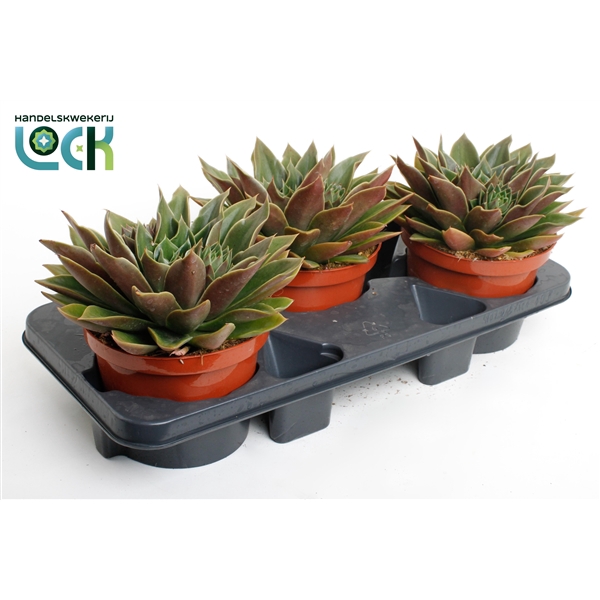 <h4>Echeveria Mexico</h4>