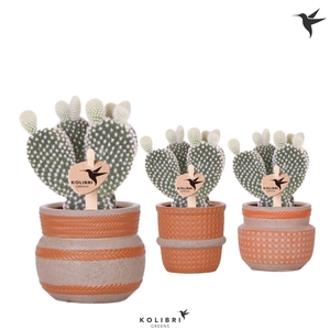 Kolibri Greens Opuntia white in Ethnic pot terracotta mix