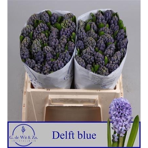 Hyac Delft Blue