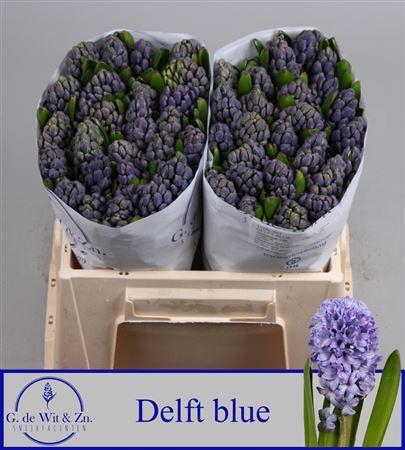 <h4>Hyac Delft Blue</h4>