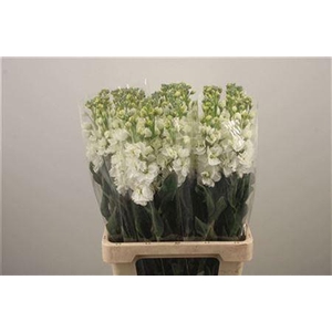 Matth Iron White