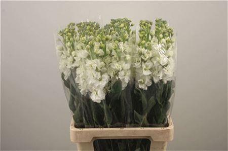 <h4>Matth Iron White</h4>