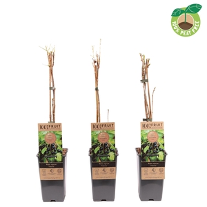 Ribes nigrum 'Titania', P15