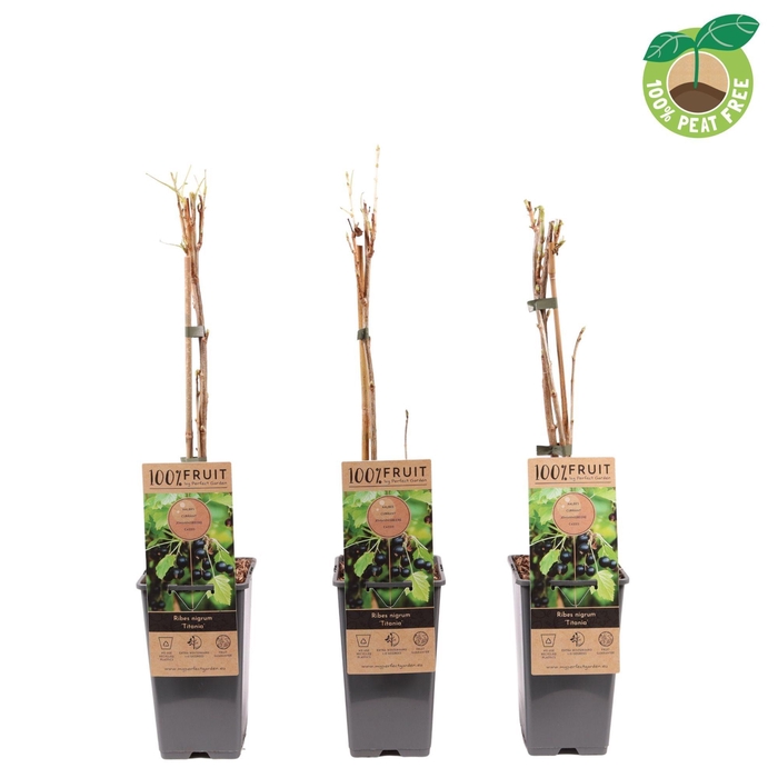 <h4>Ribes nigrum 'Titania', P15</h4>