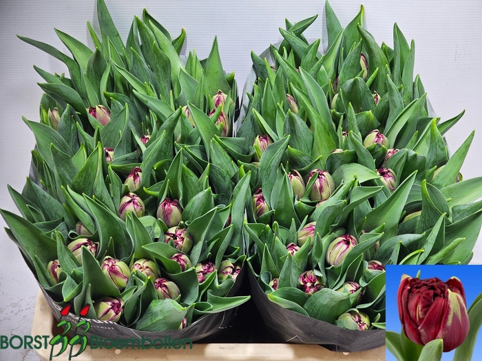 <h4>TU DU DR BOERHAAVE</h4>