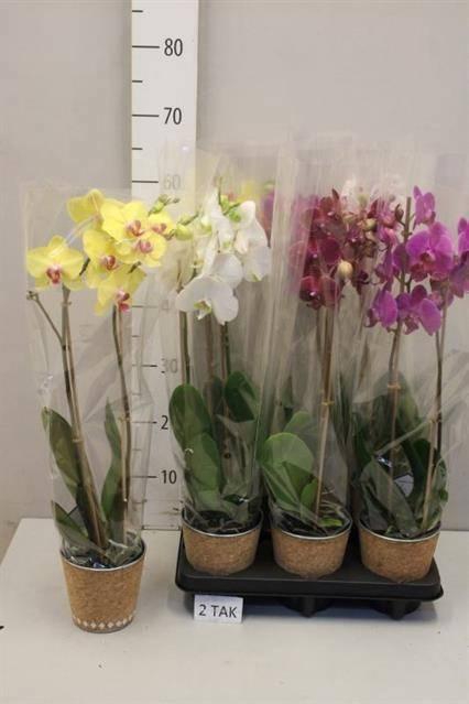 <h4>ARR PHAL MT</h4>