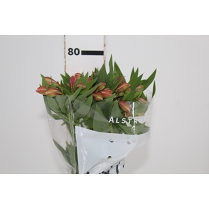 ALSTROEMERIA MILOS 080 CM