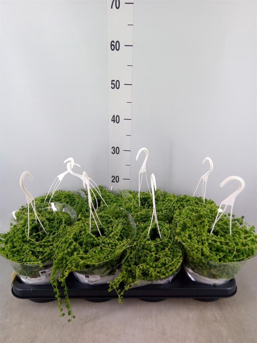 <h4>Senecio rowleyanus</h4>