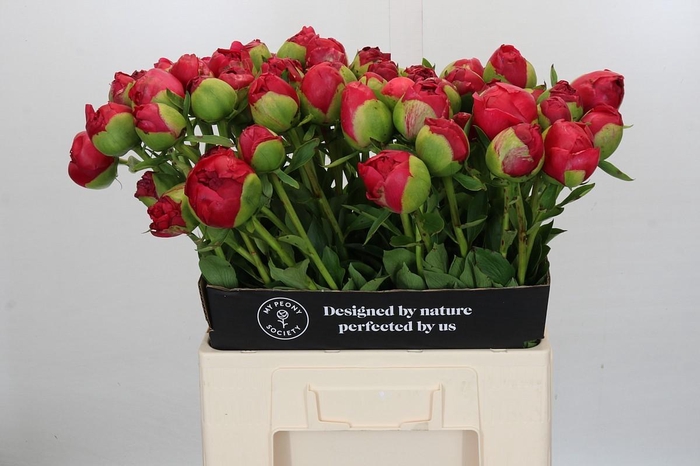 Paeonia Command Performance XXL