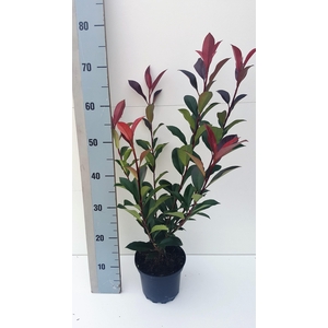 Photinia fraseri 'Carre Rouge'