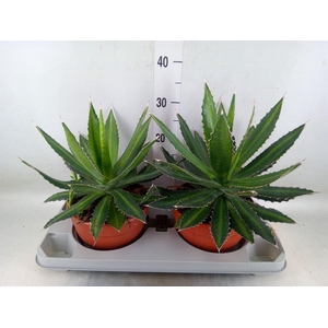 Agave lophantha