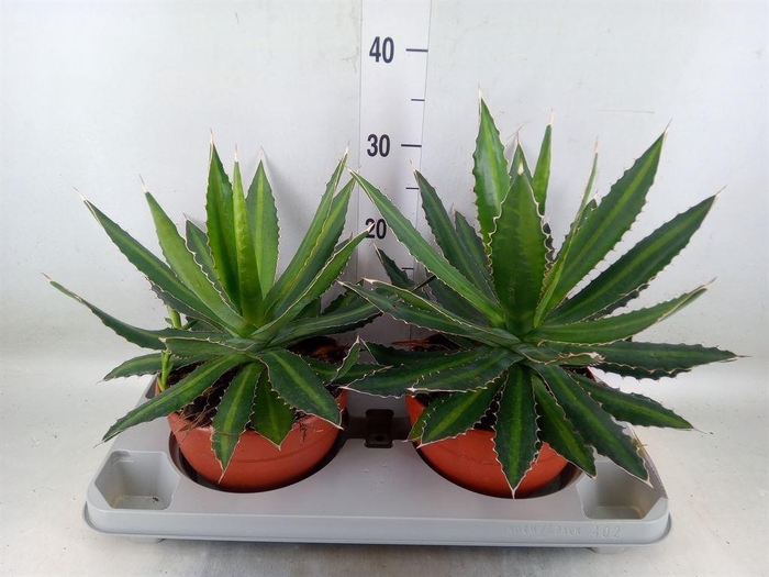 <h4>Agave lophantha</h4>
