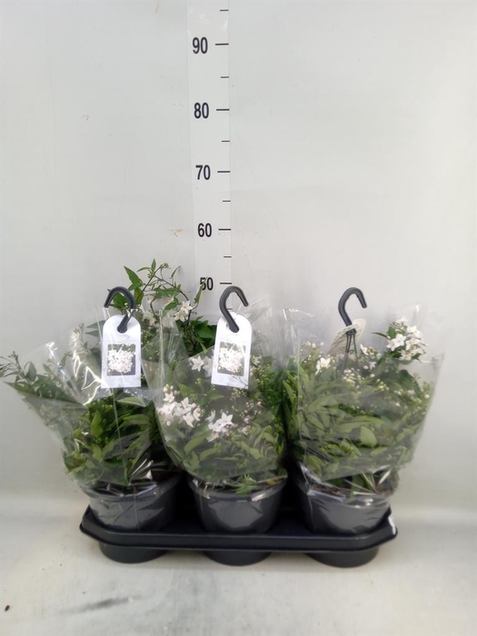 <h4>Solanum jasminoides</h4>