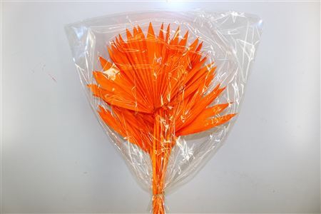 Dried Palm Sun 6pc Orange Bunch