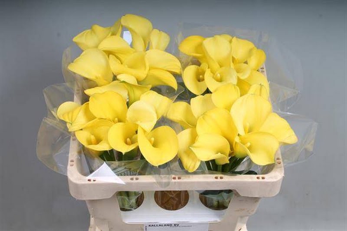 Calla Goldcup Kallaland