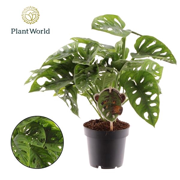 <h4>Monstera obliqua ('Leichtlinii')</h4>