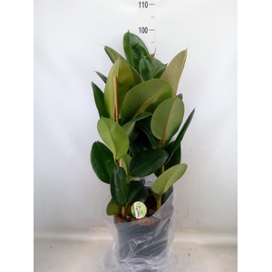 Ficus elastica 'Robusta'