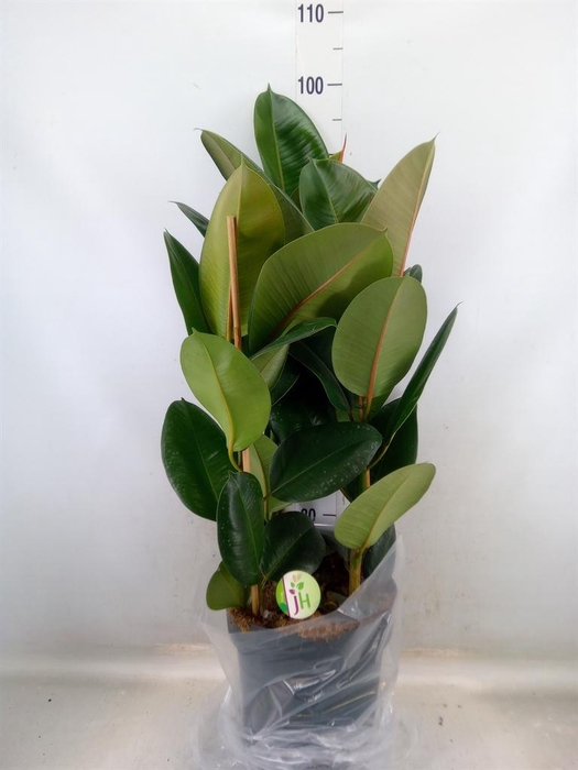 <h4>Ficus elastica 'Robusta'</h4>