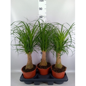 Beaucarnea recurvata