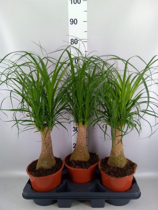 <h4>Beaucarnea recurvata</h4>