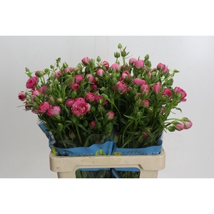 Ranunculus Butterfly Venus