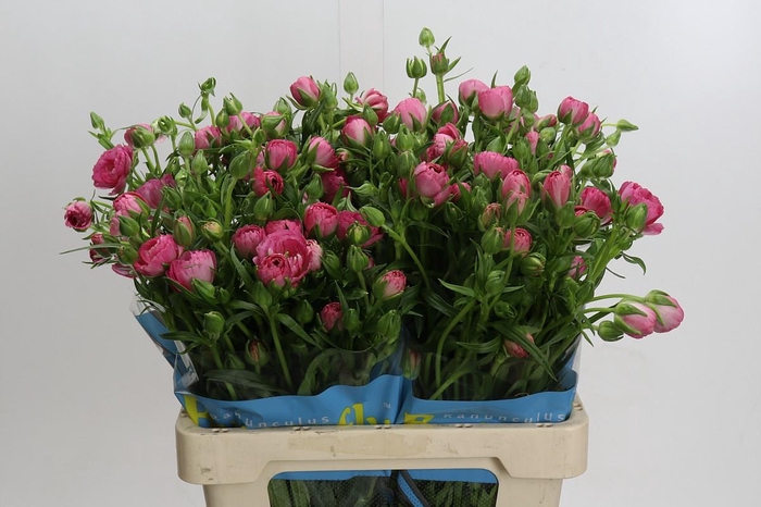 <h4>Ranunculus Butterfly Venus</h4>