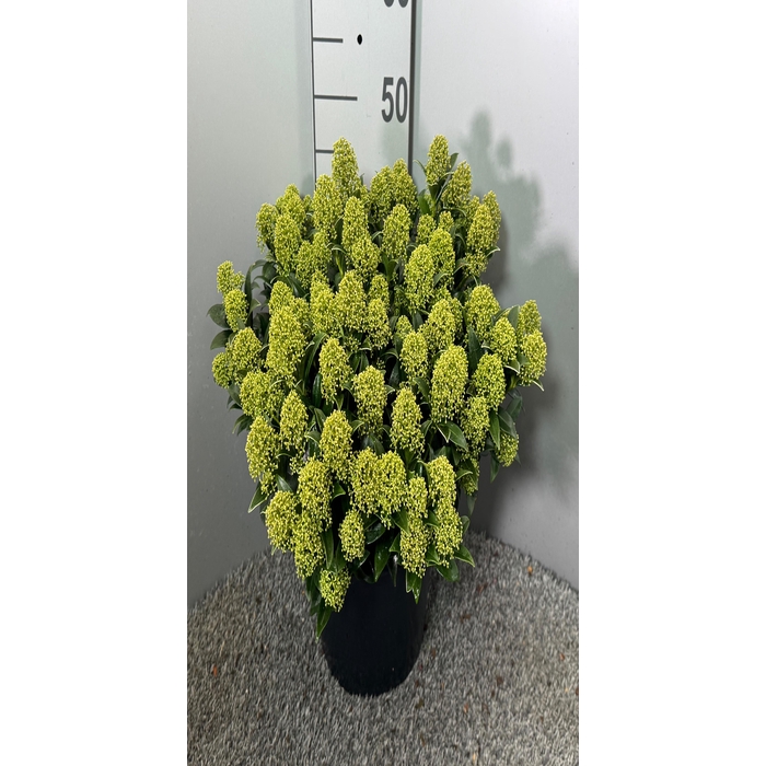 <h4>Skimmia jap. White Dwarf 31Ø 45cm 35fl</h4>