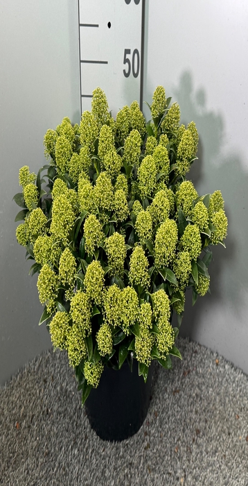 Skimmia jap. White Dwarf 31Ø 45cm 35fl