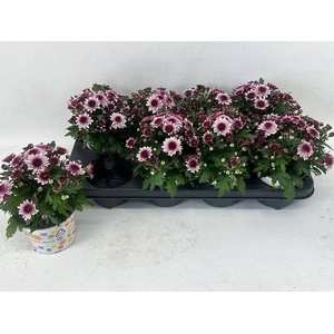 CHRYS GARDEN PODIUM PINK BICOLOR