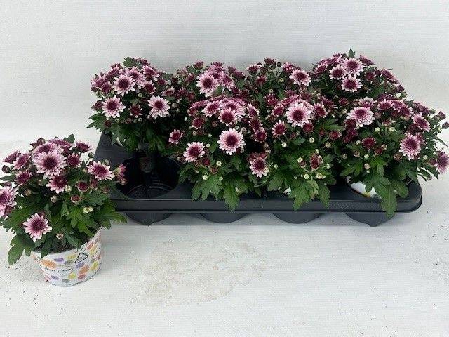 <h4>CHRYS GARDEN PODIUM PINK BICOLOR</h4>