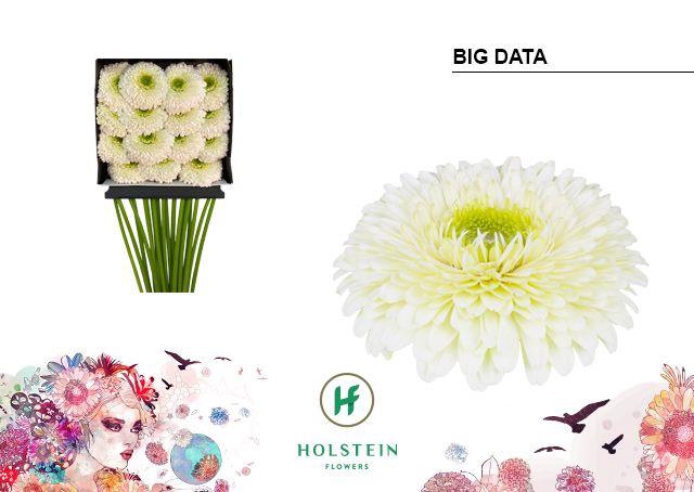 <h4>Gerbera Pomponi Big Data Diamond Per Kaart</h4>