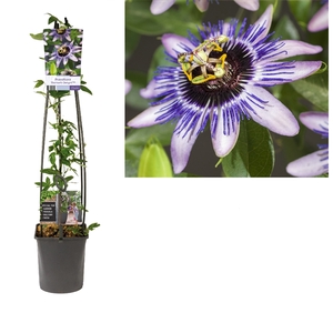 Passiflora 'Damsel's Delight' +light label