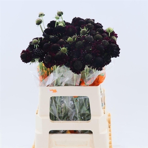 Scabiosa Cherry Scoop