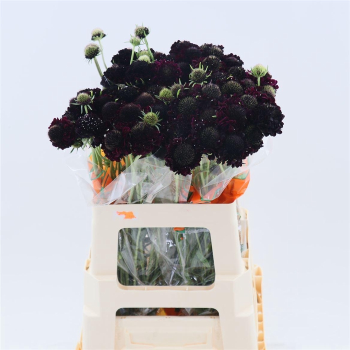 <h4>Scabiosa Cherry Scoop</h4>