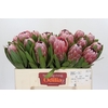 Protea Pink Ice