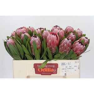 Protea Pink Ice