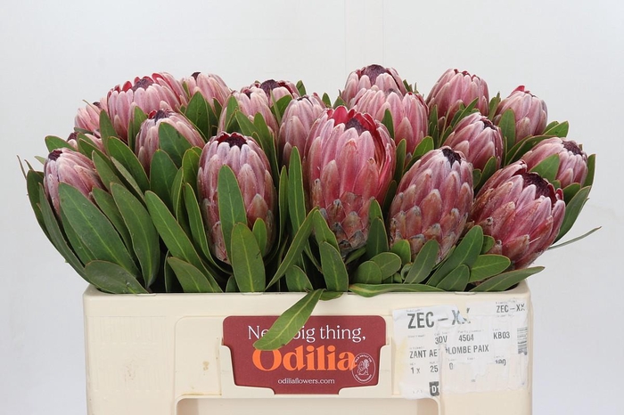<h4>Protea Pink Ice</h4>