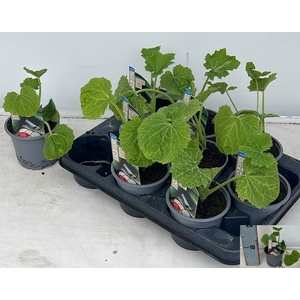 COURGETTE PLANTEN