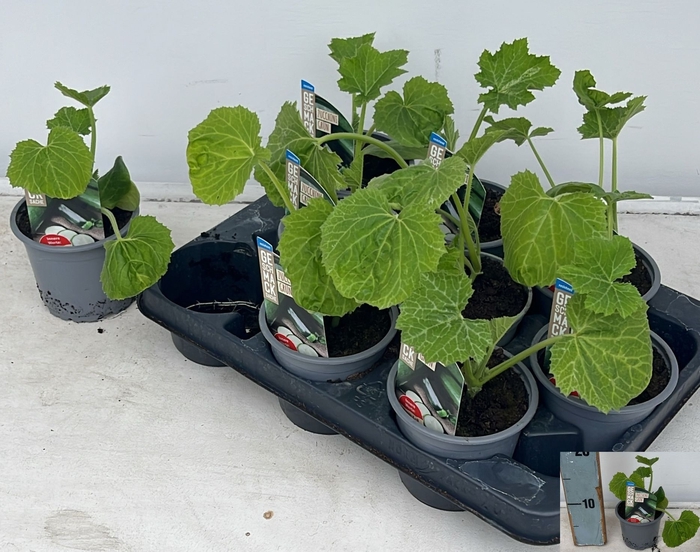 <h4>COURGETTE PLANTEN</h4>