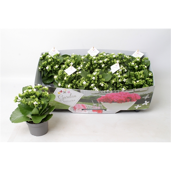 <h4>Kalanchoe garden favorita white</h4>