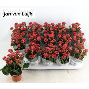 KALAN CALAN LUIJK RUBIO RED P9