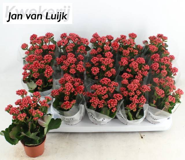 <h4>KALAN CALAN LUIJK RUBIO RED P9</h4>