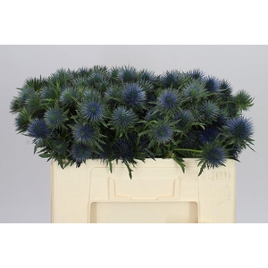 Eryngium Magnet