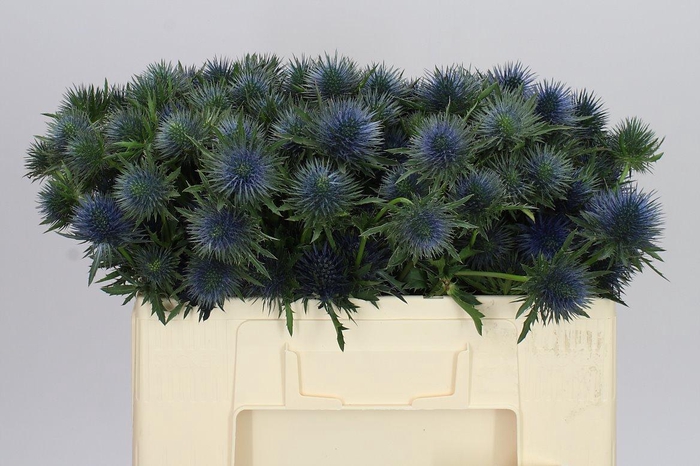 <h4>Eryngium Magnet</h4>