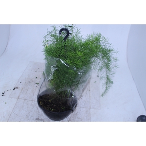 ASPARGO ALFINETE C21